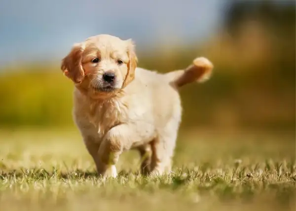 Un adorable cachorro golden retriever corre por el césped, con su cola en alto y una expresión curiosa.