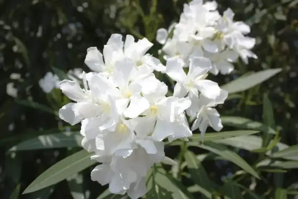 Kwitnący oleander w białych kolorach, z zielonymi liśćmi w tle.