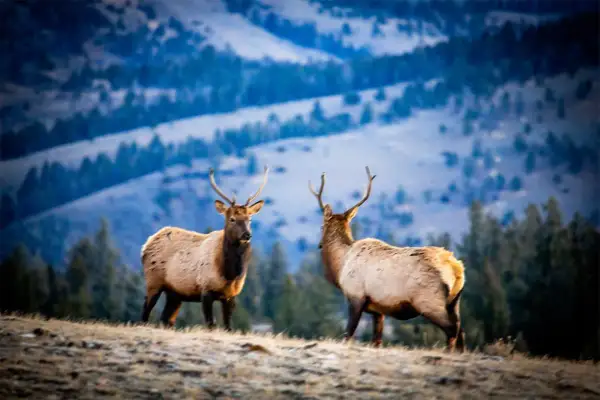 Two elk stand on a grassy hill, their antlers silhouetted against a blurred, blue mountain backdrop. This shot showcases effective wildlife photography techniques, capturing the animals in their natural habitat.