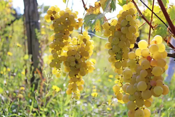 Grappoli dorati di malvasia di candia pendono da un vigneto, baciati dal sole.