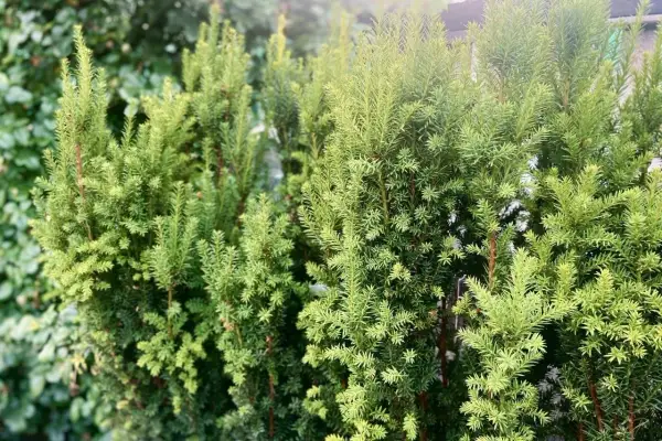 Gęste, zielone krzewy cis odmiany tworzą naturalny żywopłot.