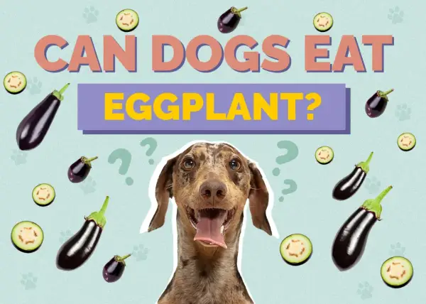 A dog looks curious surrounded by eggplants and question marks, asking "Can dogs eat eggplant?