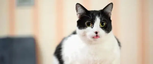 Gato blanco y negro saca la lengua. ¿Puede sobrevivir un gato envenenado? Este gatito parece fuerte.