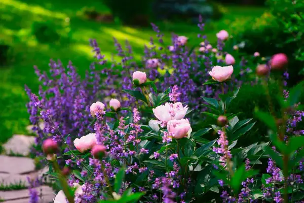 En vacker rabatt med rosa pioner och lila lavendel. Perfekt inspiration för att planera en rabatt som blommar vackert.