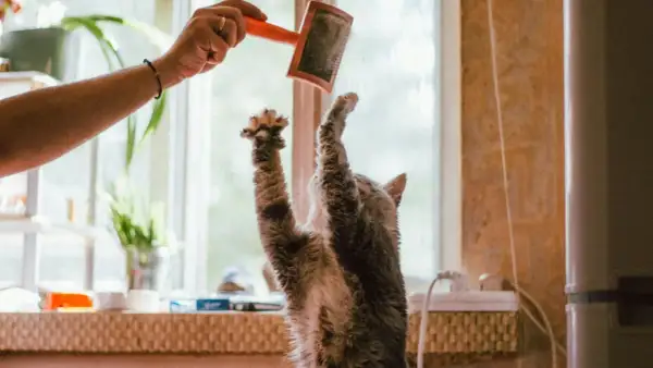Un gato se estira para alcanzar un cepillo, ¡quizás para evitar las bolas de pelo!