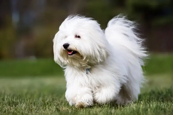 Un adorable coton de tulear corre feliz por el césped, con su pelaje blanco moviéndose al viento.