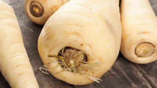 Frisch geerntete Pastinaken, bereit zum Kochen. Diese Wurzelgemüse sind ideal für Suppen und Eintöpfe.