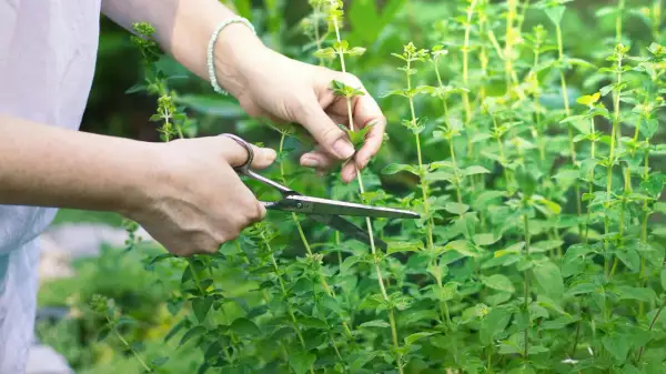 Hände schneiden frische Minze im Garten.