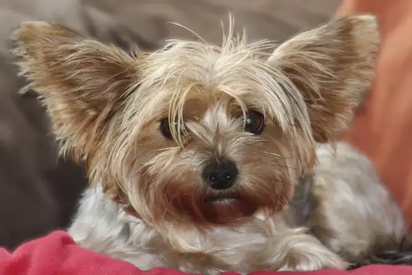 Yorkshire terrier con pelo largo y despeinado, ideal para inspiración de tipos corte de pelo yorkshire fotos.