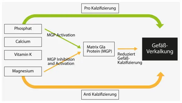 Diagramm zeigt, wie Vitamin K die Matrix Gla Protein (MGP) aktiviert, um Gefäßverkalkung zu reduzieren.