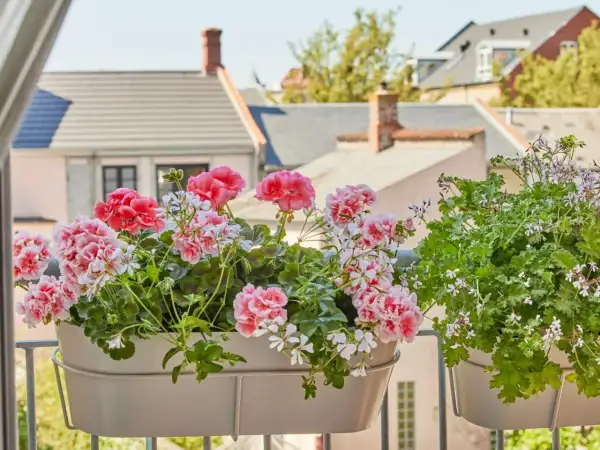 Piękne, kwitnące pelargonie w doniczkach na balkonie. W tle widać dachy domów. To efekt stosowania domowego nawozu do pelargonii.