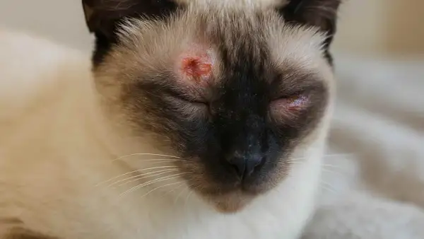 Gato siamés con lesiones rojizas y costrosas alrededor de los ojos, indicativo de tiña en gatos.