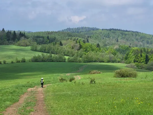 Samotny turysta na ścieżce Głównego Szlaku Beskidzkiego, otoczony zielonymi łąkami i lasami.