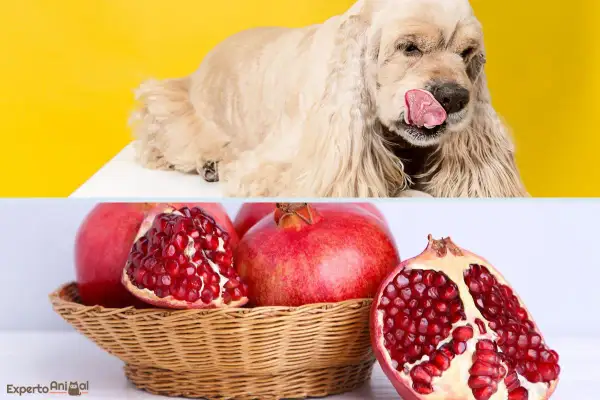 Un perro color crema lame su hocico, con granadas frescas en una cesta. ¿Pueden comer granada los perros?