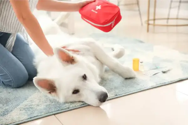 Ein weißer Hund taumelt mit den Hinterbeinen, während eine Person eine Erste-Hilfe-Tasche holt. Medikamente liegen daneben.