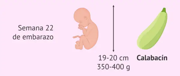Bebé de 22 semanas de embarazo, mide 19-20 cm y pesa 350-400 g, similar a un calabacín.