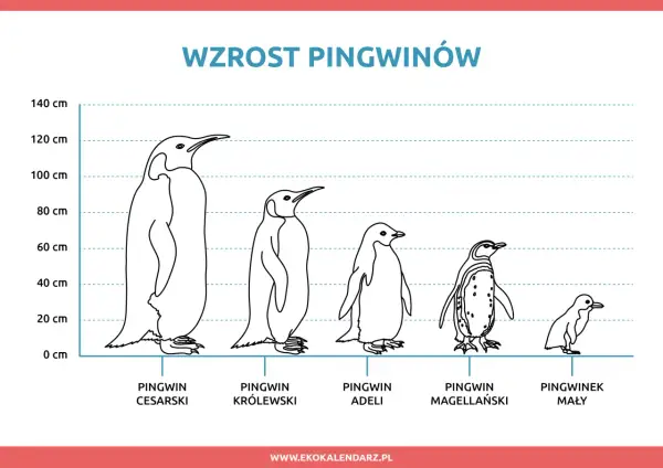 Różne gatunki pingwinów od największego cesarskiego do najmniejszego pingwinka małego, porównane pod względem wzrostu.