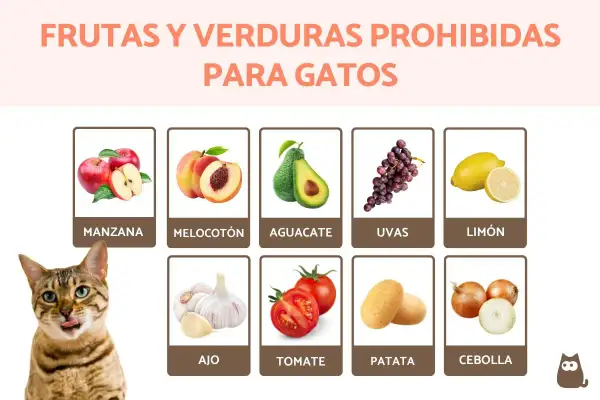 Lista de frutas y verduras que no pueden comer los gatos: manzana, melocotón, aguacate, uvas, limón, ajo, tomate, patata y cebolla.