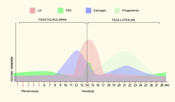 Wykres przedstawia poziomy hormonów (LH, FSH, estrogen, progesteron) w różnych fazach cyklu menstruacyjnego, od menstruacji przez owulację do fazy lutealnej.
