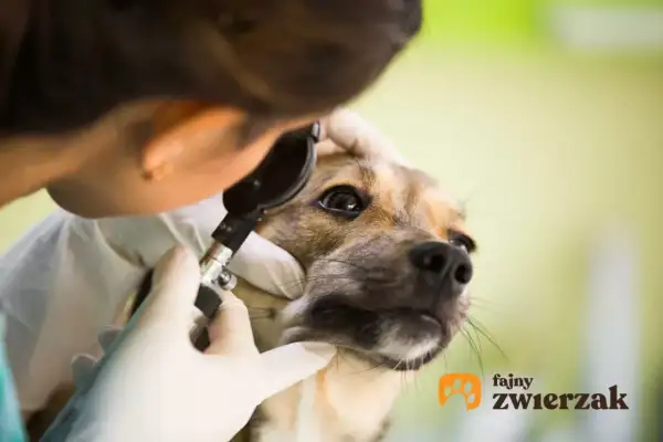 Weterynarz bada jaskrę u psa, delikatnie przykładając otoskop do oka. Piesek spokojnie znosi badanie.