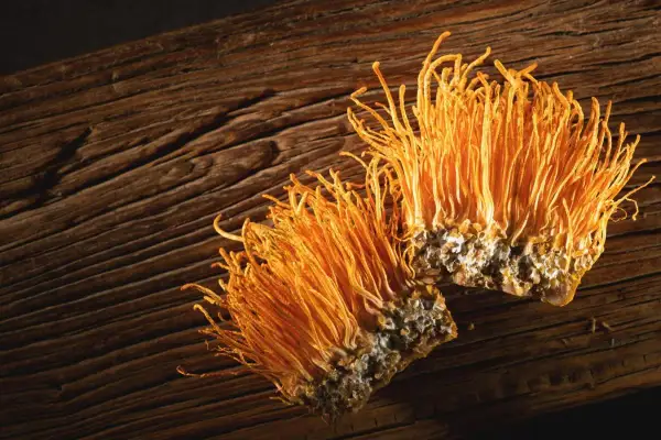 Dwa grzyby cordyceps na drewnianym tle. Cordyceps na co? Na zdrowie i witalność, ceniony w medycynie naturalnej.
