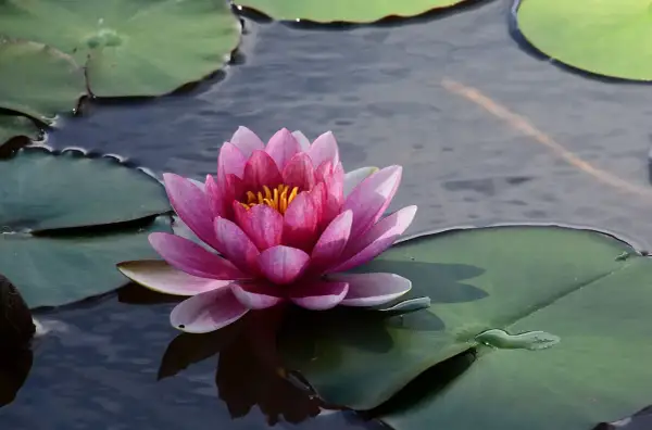Magnifique nénuphar rose flottant sur l'eau sombre, entouré de feuilles vertes. Une invitation à découvrir comment planter des nénuphars dans un étang.