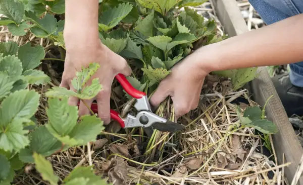 Hände mit einer Gartenschere schneiden Erdbeerpflanzen.