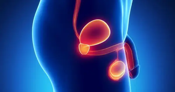 Anatomia męskiego układu rozrodczego z podświetloną prostatą. Długość leczenia hormonalnego prostaty zależy od wielu czynników.