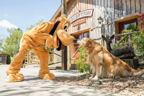Pluto saluda a un perro real en el Davy Crockett Ranch.
