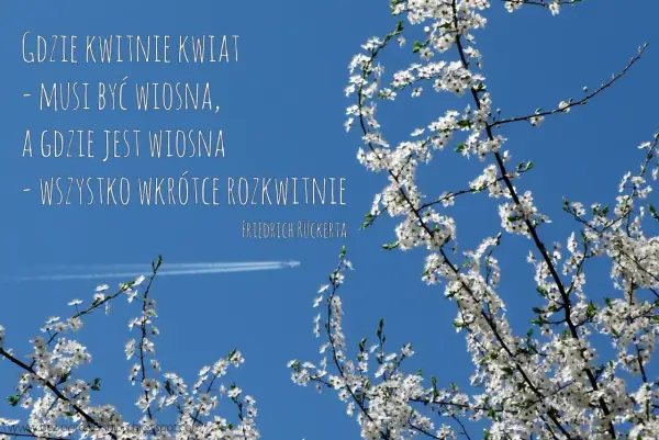 Kwiaty na tle błękitnego nieba przypominają o wiośnie i nadziei. Cytaty o kwiatach i ich rozkwicie.