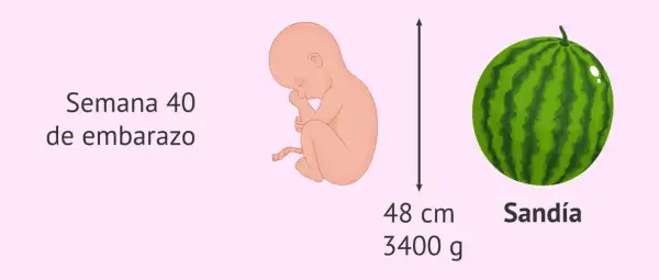 Bebé de 40 semanas de embarazo, tamaño de sandía, 48 cm, 3400 g. ¿40 semanas cuántos meses son? ¡Casi 9 meses!