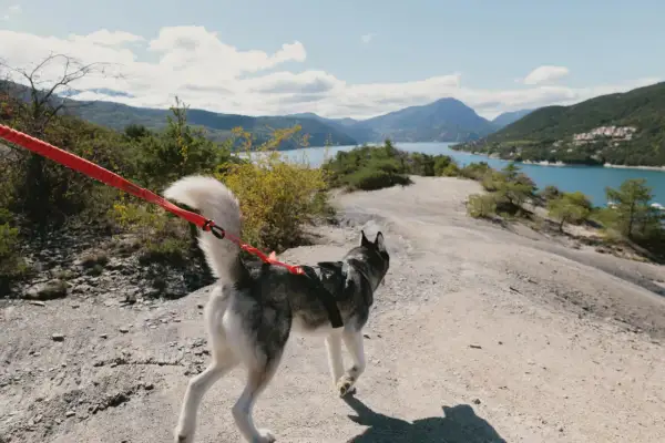 Un husky court avec son chien sur un sentier rocailleux, avec un lac bleu et des montagnes en arrière-plan.