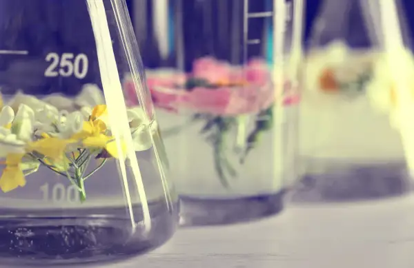 Blumen in Bechergläsern mit Flüssigkeit, die auf die Extraktion von Duftstoffen mit alcohol denat. hindeutet.