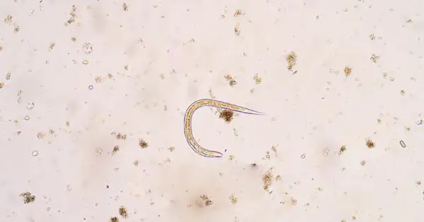 Mikroskopowy obraz nicienia w próbce, otoczony drobnymi cząstkami.