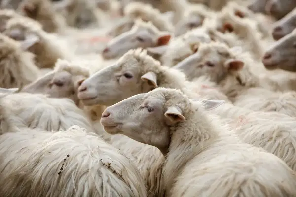 Un gregge di pecore bianche, con la loro morbida lana e la lingua blu visibile in alcune, si muove compatto.