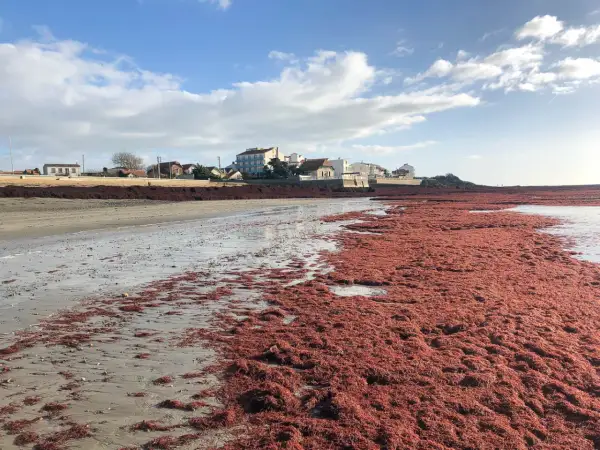 Plage envahie par une algue rouge, un danger potentiel pour l'écosystème. Le rivage est recouvert de cette masse végétale.