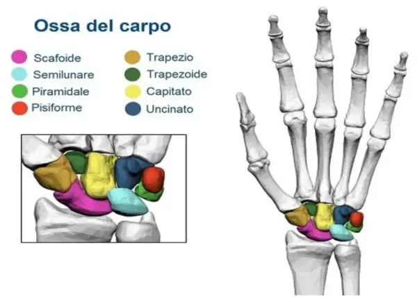 Illustrazione anatomica delle ossa del carpo, che compongono l'articolazione del polso, con colori distinti per ogni osso.