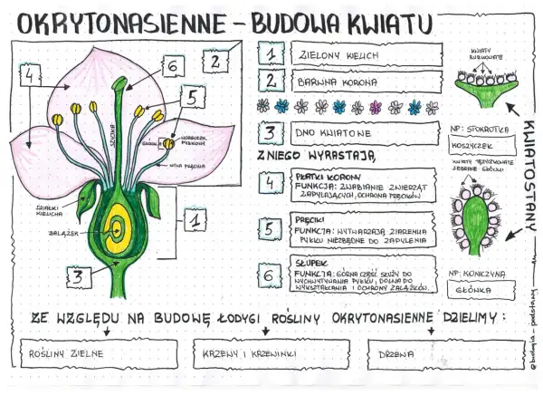 Kwiat roślin okrytonasiennych: Budowa i funkcje klucz do sukcesu