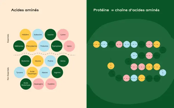 Schéma des acides aminés essentiels et non essentiels, montrant leur rôle comme source de protéine dans une chaîne.