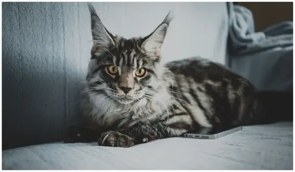 Duży, pręgowany kot Maine Coon leży na kanapie obok telefonu. Zastanawiasz się, jak długo rośnie kot tej rasy?
