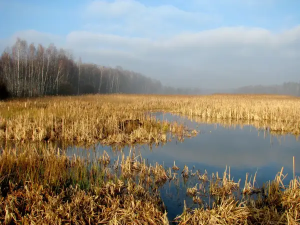 Mglisty poranek nad wodami Kozłowej Góry. Sucha trawa otacza spokojną taflę wody, w oddali las.