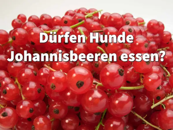 Ein Haufen roter Johannisbeeren mit der Frage: "Dürfen Hunde Johannisbeeren essen?