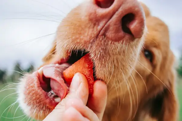 Ein Hund genießt ein Stück Wassermelone, das ihm von einer Hand gereicht wird.