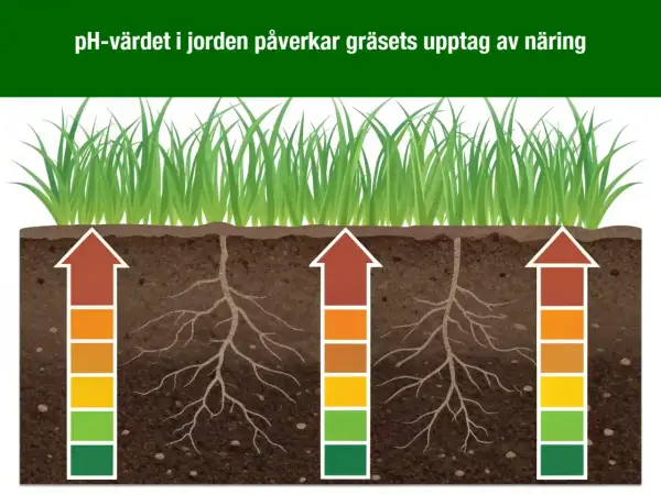 Gräsrötter i jord med varierande pH-värden. Pilarna visar hur näringsupptaget påverkas, från dåligt i sur jord till bra i kalkrik jord.