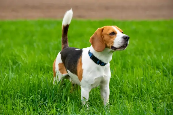 En ståtlig beagle hundras står i högt, grönt gräs.