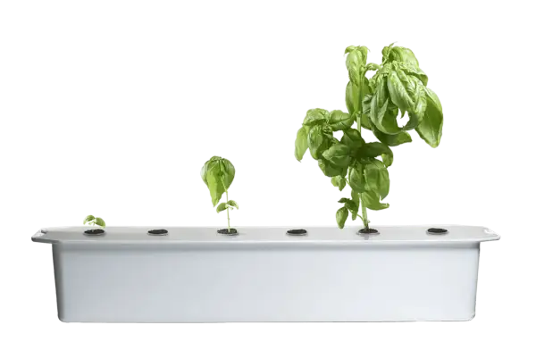 Fyra basilika plantor i olika stadier av tillväxt, från liten planta till frodig buske, i ett hydroponiskt system. En illustration av hur man kan odla basilika i vatten.