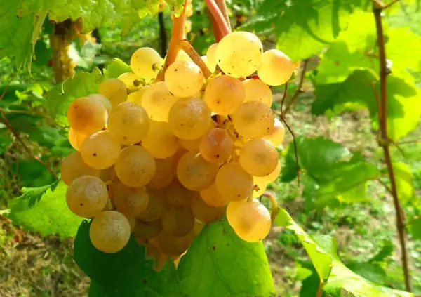 Grappoli dorati di albana di romagna maturi al sole, pronti per un vino dolce e profumato.