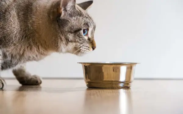 Un chat aux yeux bleus examine la quantité croquette chat dans sa gamelle.