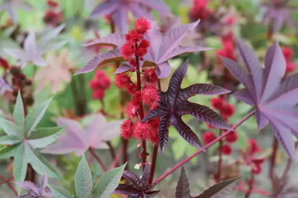 Röda, taggiga frökapslar och stora, handflikiga blad på en ricinus communis-växt.