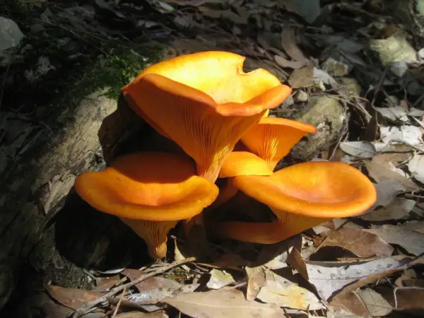 Grupo de setas de olivo anaranjadas, con sus láminas bien definidas, emergiendo entre hojas secas y musgo en un bosque.